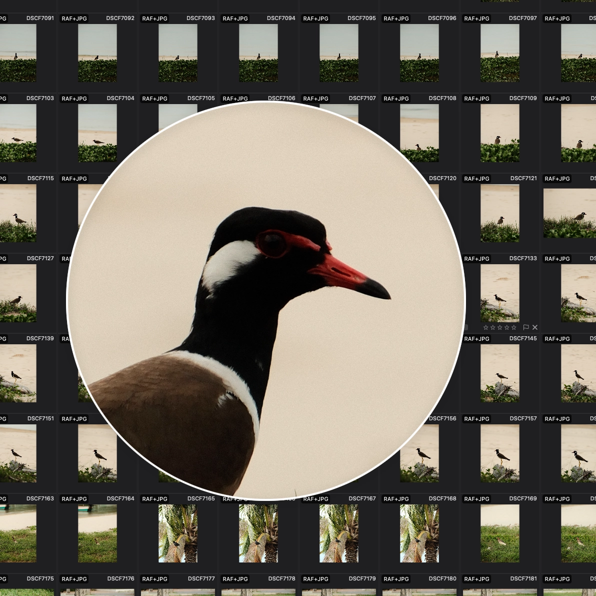 Loupe tool in PhotoCuller